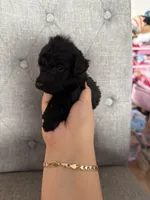 Goldendoodles, a female Goldendoodle for sale in Vacaville, CA – Photo 7 of 10