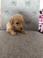 Goldendoodles, a female Goldendoodle for sale in Vacaville, CA – Photo 3 of 10