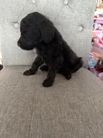 Goldendoodles, a female Goldendoodle for sale in Vacaville, CA – Photo 2 of 10