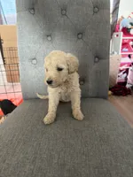 Goldendoodles, a female Goldendoodle for sale in Vacaville, CA – Photo 10 of 10