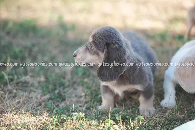 Bodie – Dachshund puppy for sale in Panama City, FL