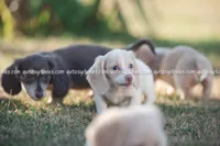 Nina, a female Dachshund for sale in Panama City, FL – Photo 3 of 6