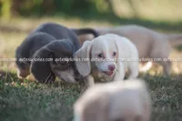 Nina, a female Dachshund for sale in Panama City, FL – Photo 5 of 6