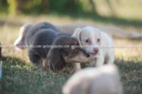 Nina, a female Dachshund for sale in Panama City, FL – Photo 4 of 6