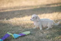 Ava, a female Dachshund for sale in Panama City, FL – Photo 4 of 4