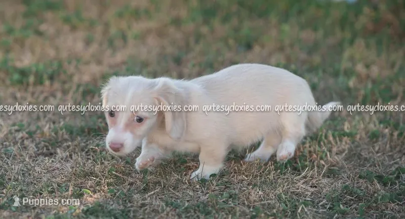 Ava – Dachshund puppy for sale in Panama City, FL