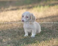 Ava, a female Dachshund for sale in Panama City, FL – Photo 3 of 4