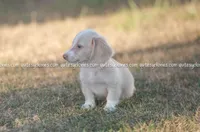 Ava, a female Dachshund for sale in Panama City, FL – Photo 2 of 4