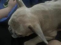 Burger, a male French Bulldog for sale in Denver, CO – Photo 4 of 5