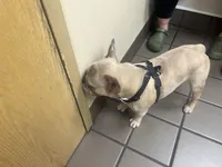 Burger, a male French Bulldog for sale in Denver, CO – Photo 5 of 5