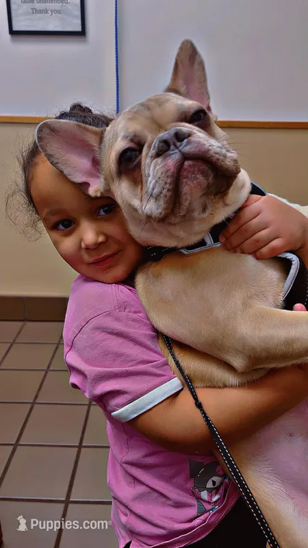 Burger – French Bulldog puppy for sale in Denver, CO