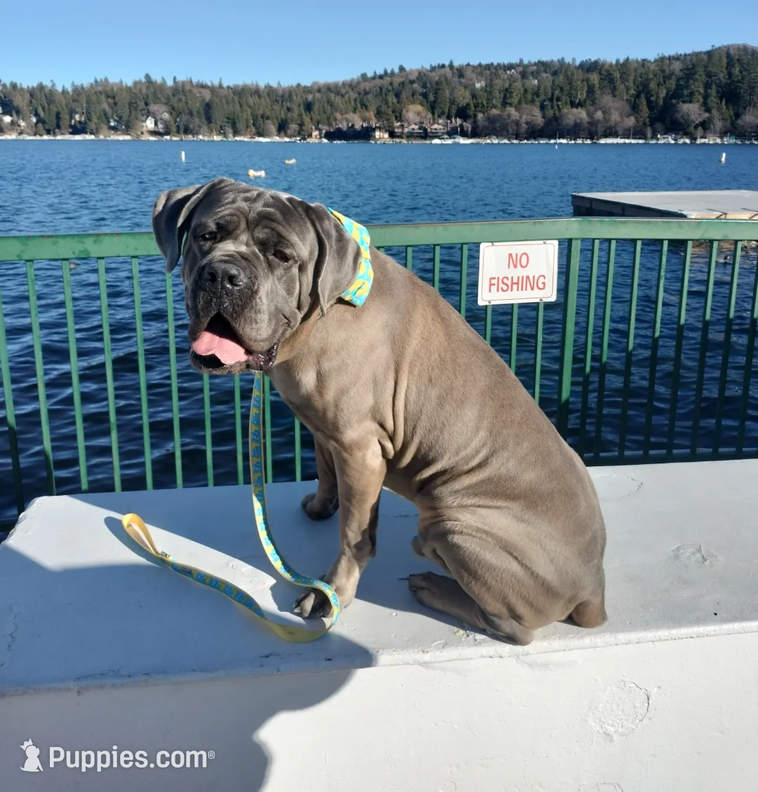 Mammoth, a male Great Dane and Cane Corso for sale in Redlands, CA – Photo 6 of 6