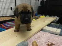 Mammoth, a male Great Dane and Cane Corso for sale in Redlands, CA – Photo 2 of 6