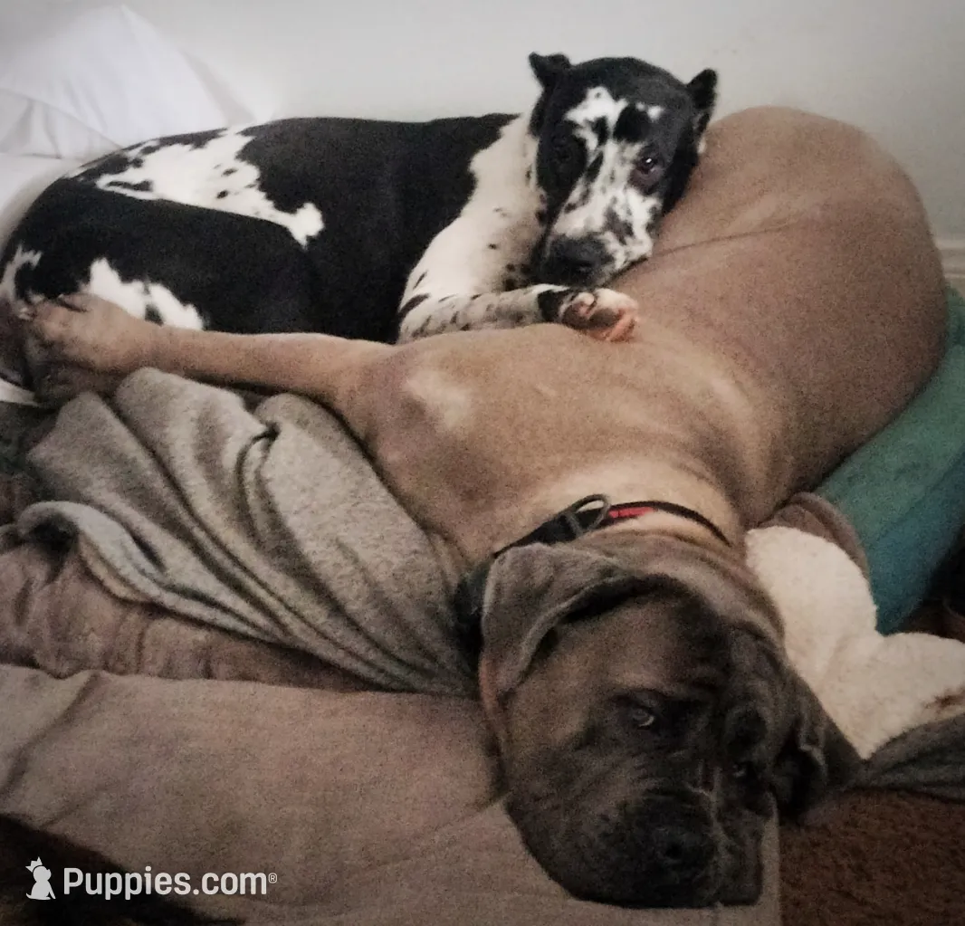 Mammoth, a male Great Dane and Cane Corso for sale in Redlands, CA – Photo 4 of 6