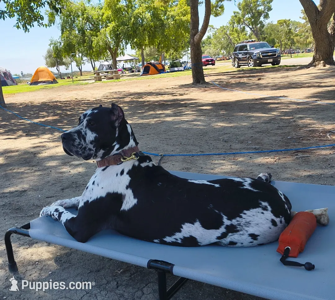 Mammoth, a male Great Dane and Cane Corso for sale in Redlands, CA – Photo 5 of 6