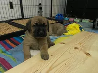 Mammoth, a male Great Dane and Cane Corso for sale in Redlands, CA – Photo 3 of 6