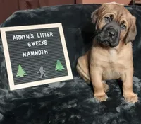 Mammoth, a male Great Dane and Cane Corso for sale in Redlands, CA – Photo 1 of 6