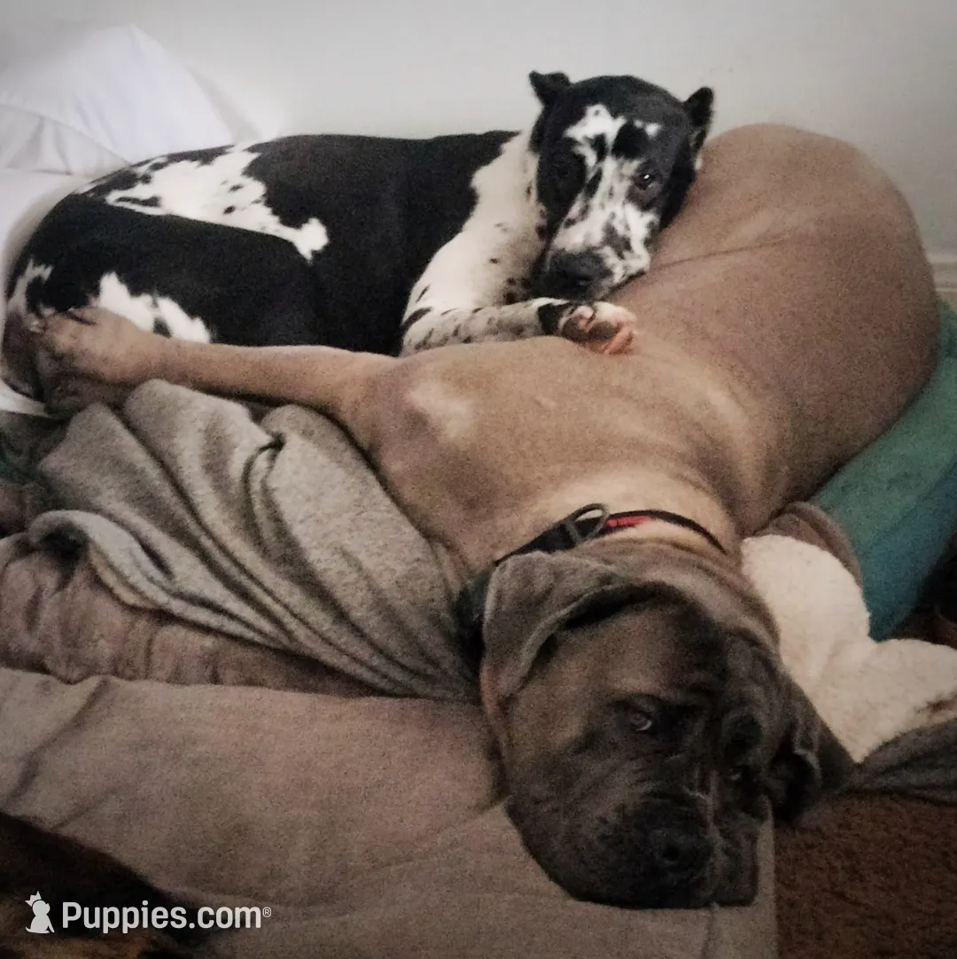 Kenai, a male Great Dane and Cane Corso for sale in Redlands, CA – Photo 4 of 5