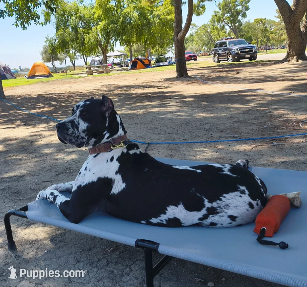 Kenai, a male Great Dane and Cane Corso for sale in Redlands, CA – Photo 3 of 5