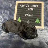 Kenai, a male Great Dane and Cane Corso for sale in Redlands, CA – Photo 1 of 5