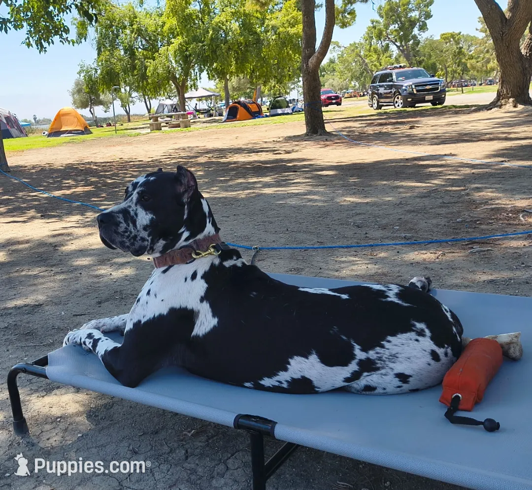 Zion, a male Great Dane and Cane Corso for sale in Redlands, CA – Photo 3 of 5