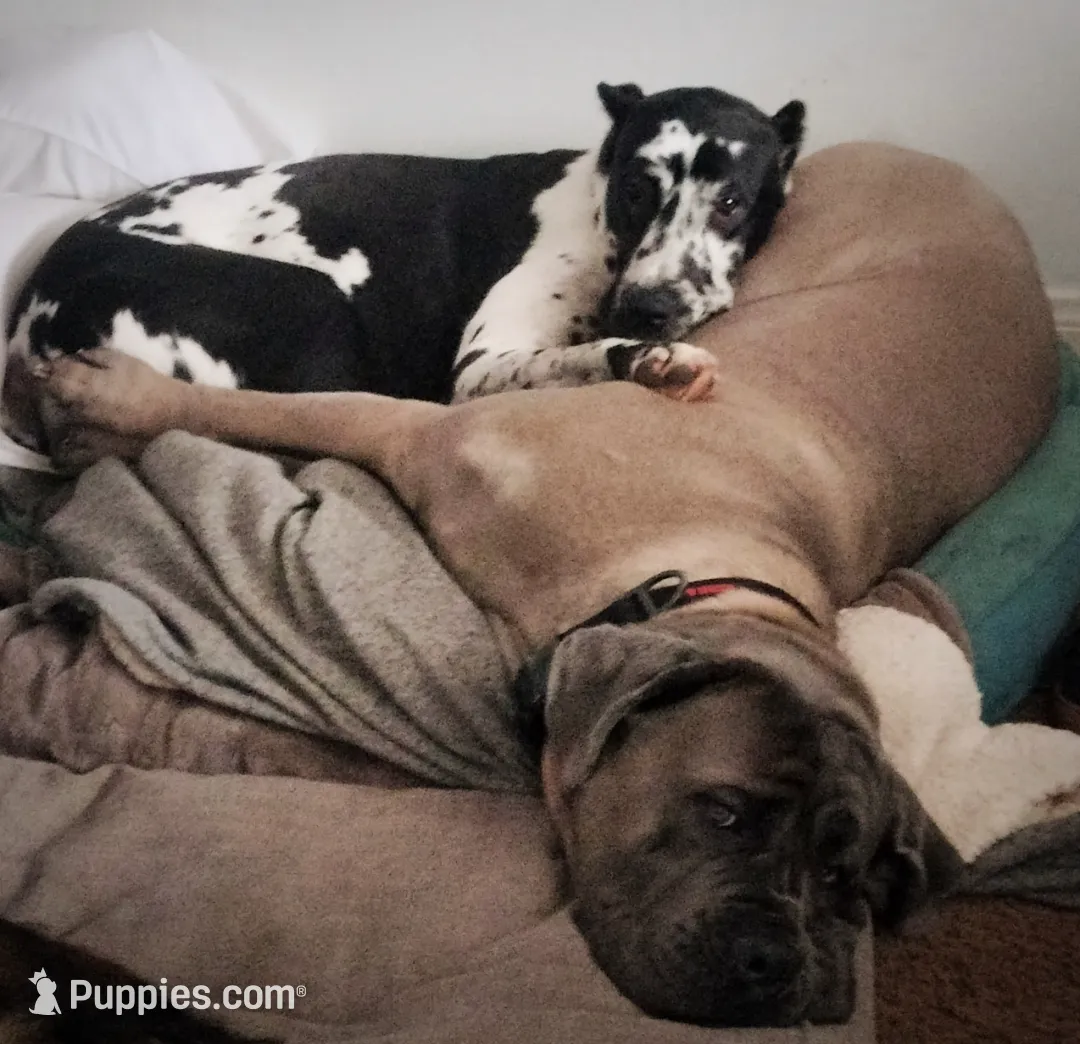 Zion, a male Great Dane and Cane Corso for sale in Redlands, CA – Photo 4 of 5