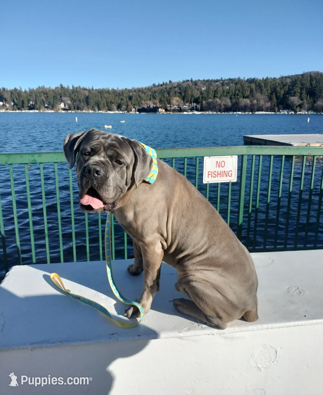 Zion, a male Great Dane and Cane Corso for sale in Redlands, CA – Photo 5 of 5