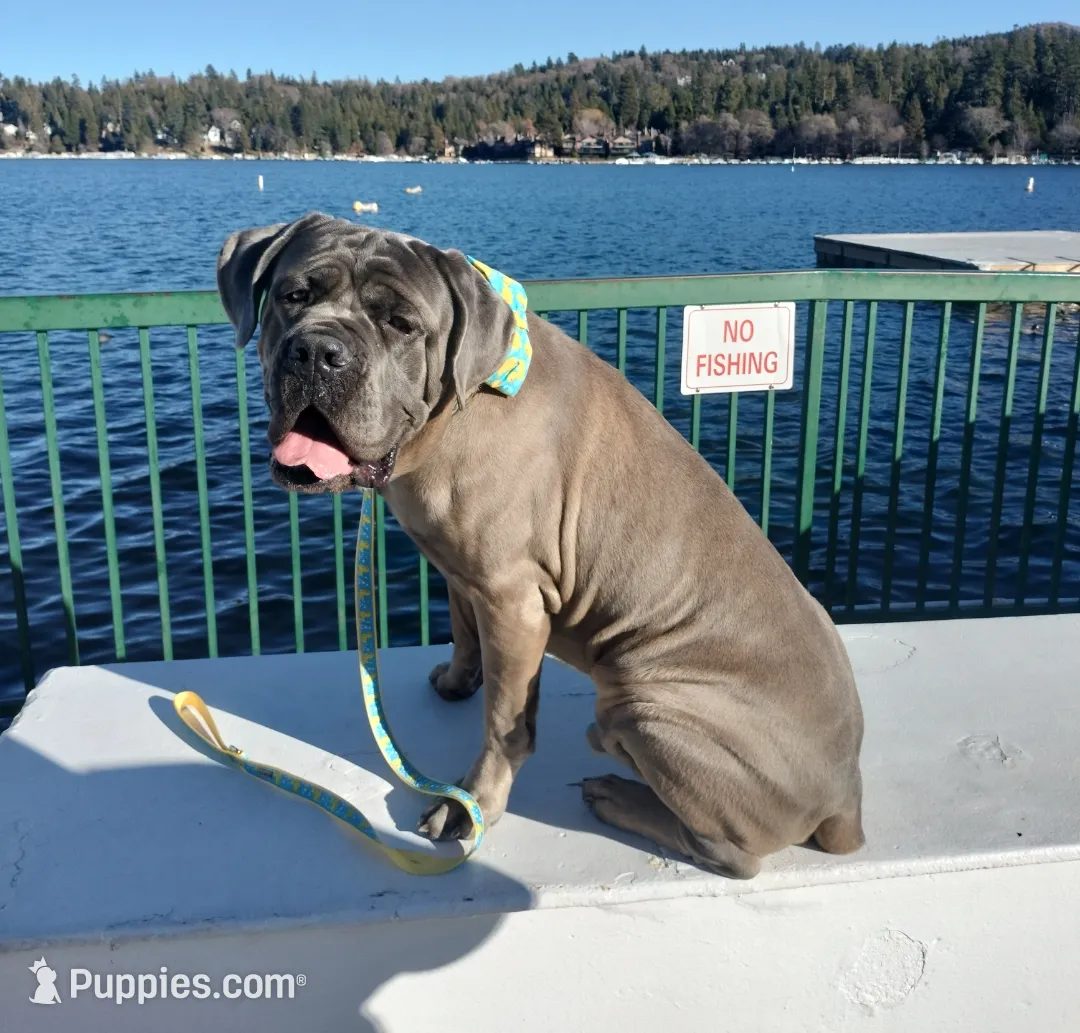 Cascade, a female Great Dane and Cane Corso for sale in Redlands, CA – Photo 4 of 5