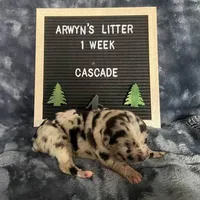 Cascade, a female Great Dane and Cane Corso for sale in Redlands, CA – Photo 1 of 5