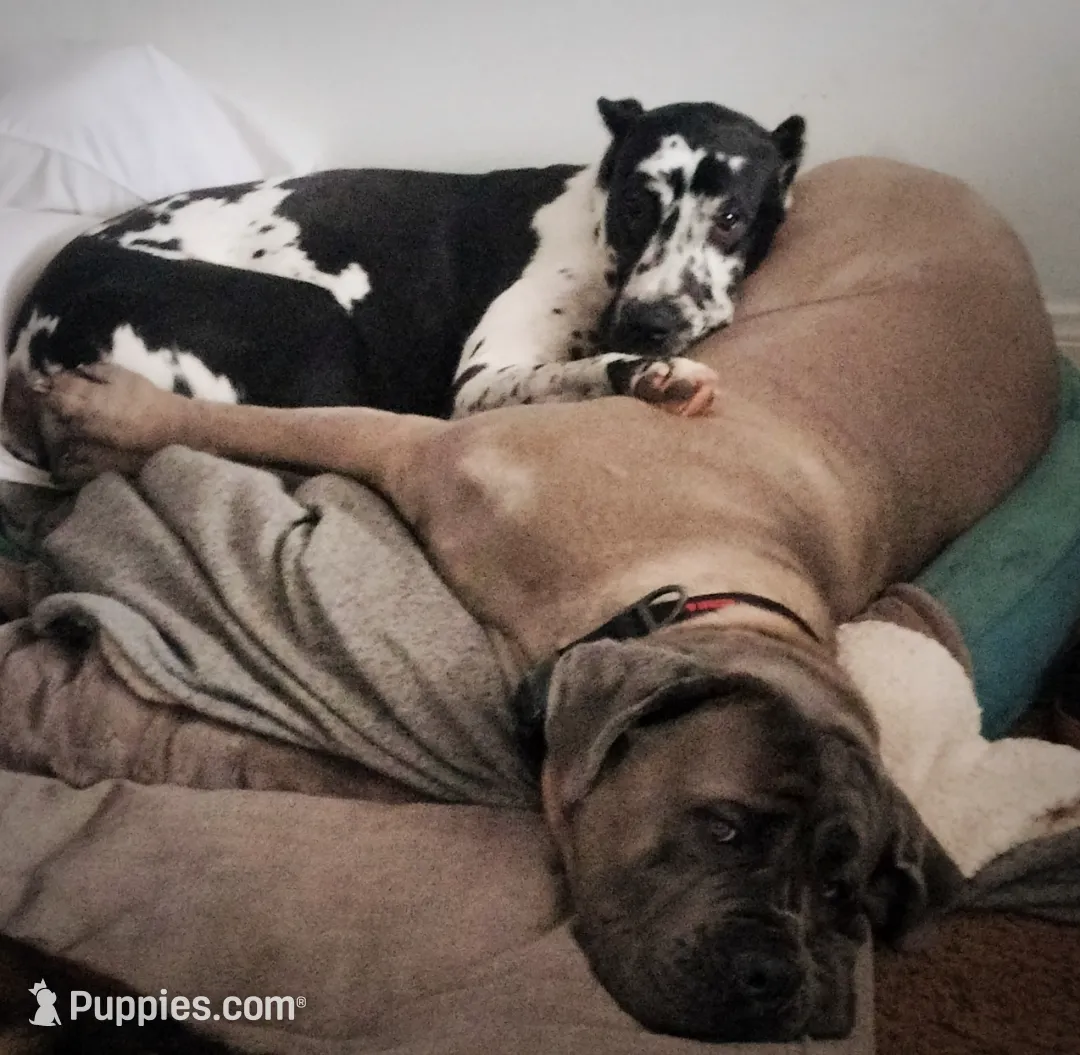 Cascade, a female Great Dane and Cane Corso for sale in Redlands, CA – Photo 5 of 5
