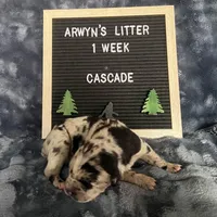 Cascade, a female Great Dane and Cane Corso for sale in Redlands, CA – Photo 2 of 5