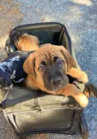 Sequoia, a female Great Dane and Cane Corso for sale in Redlands, CA – Photo 1 of 6