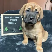 Sequoia, a female Great Dane and Cane Corso for sale in Redlands, CA – Photo 3 of 6