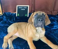Sequoia, a female Great Dane and Cane Corso for sale in Redlands, CA – Photo 2 of 6