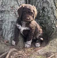 Moana, a female Labradoodle for sale in Caro, MI – 3 of 4