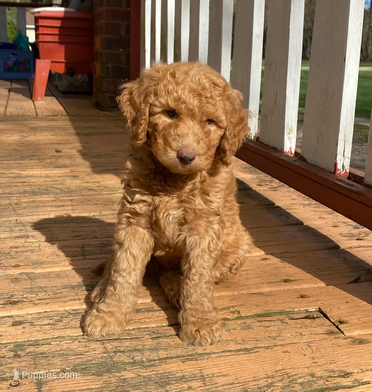 Peter Pan – Labradoodle puppy for sale in Caro, MI