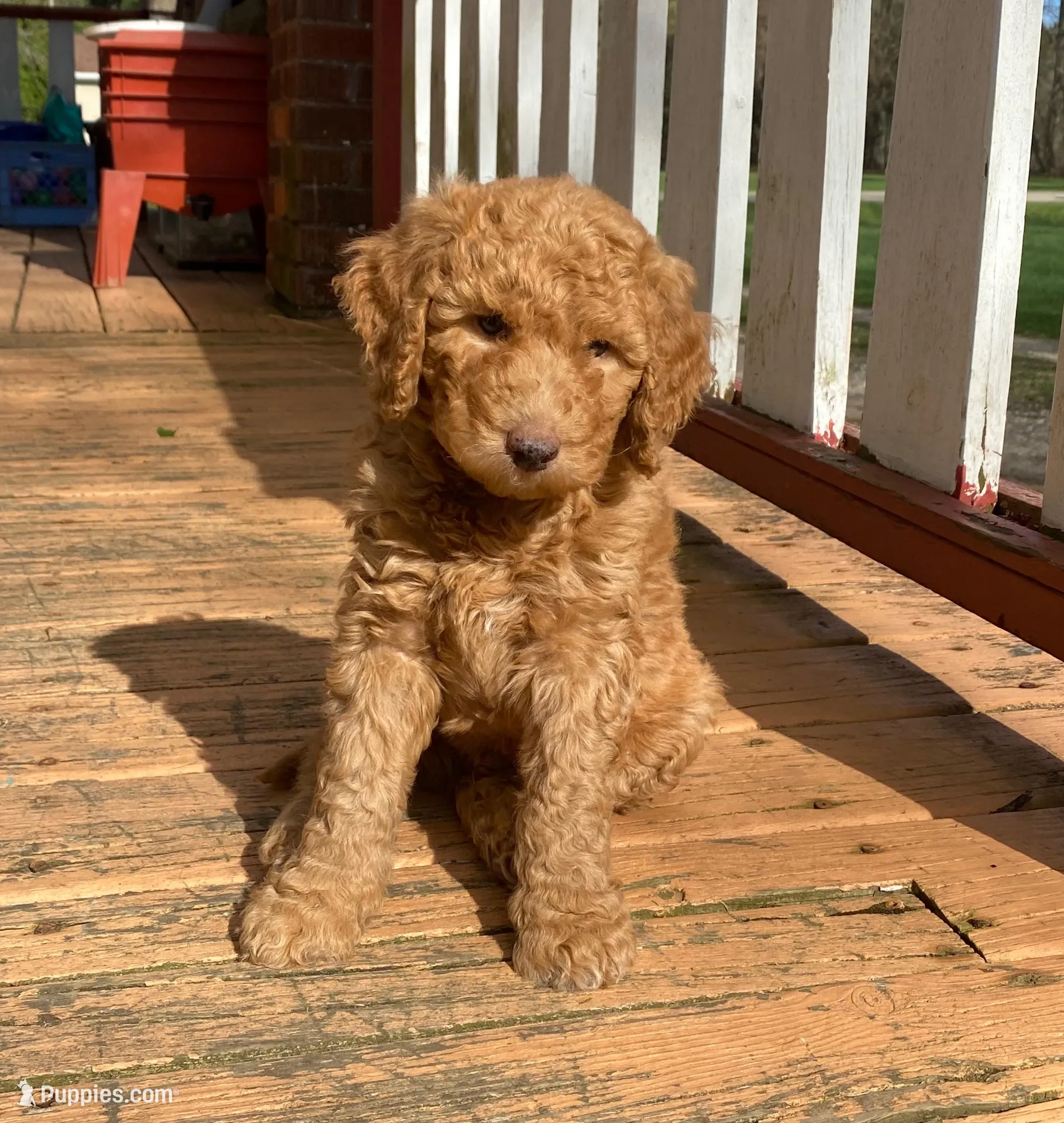 Peter Pan, a male Labradoodle for sale in Caro, MI – Photo 1 of 2