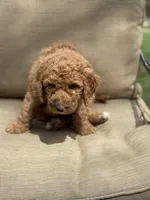 Peter Pan, a male Labradoodle for sale in Caro, MI – 5 of 6