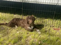 Moana, a female Labradoodle for sale in Caro, MI – 5 of 5