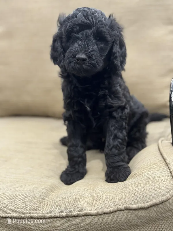 Robin Hood  – Labradoodle puppy for sale in Caro, MI
