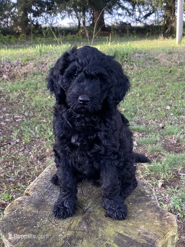 Robin Hood  – Labradoodle puppy for sale in Caro, MI