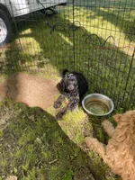 Aurora, a female Labradoodle for sale in Caro, MI – 5 of 5