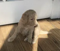 Aladdin, a male Labradoodle for sale in Caro, MI – Photo 2 of 3