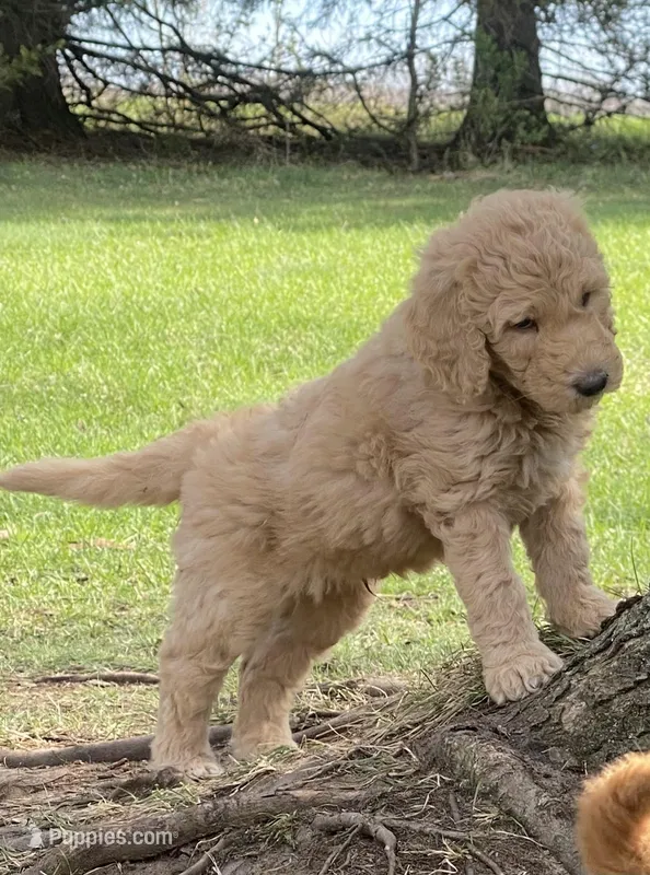 Aladdin – Labradoodle puppy for sale in Caro, MI