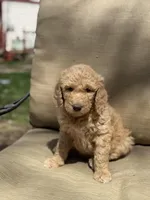 Aladdin, a male Labradoodle for sale in Caro, MI – Photo 3 of 3