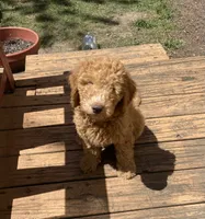 Peter Pan, a male Labradoodle for sale in Caro, MI – 3 of 6