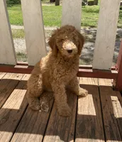 Peter Pan, a male Labradoodle for sale in Caro, MI – 1 of 6