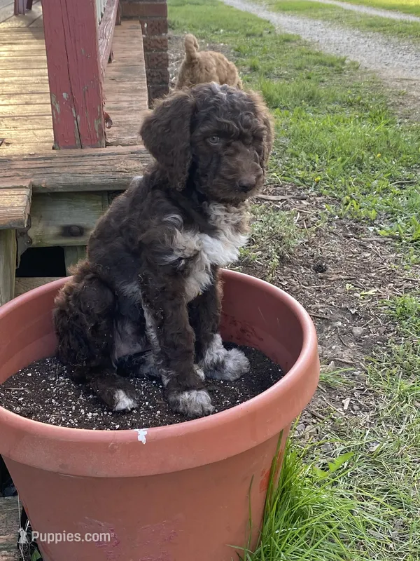 Moana – Labradoodle puppy for sale in Caro, MI