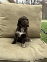 Moana, a female Labradoodle for sale in Caro, MI – Photo 3 of 3