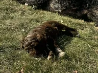 Moana, a female Labradoodle for sale in Caro, MI – Photo 2 of 3